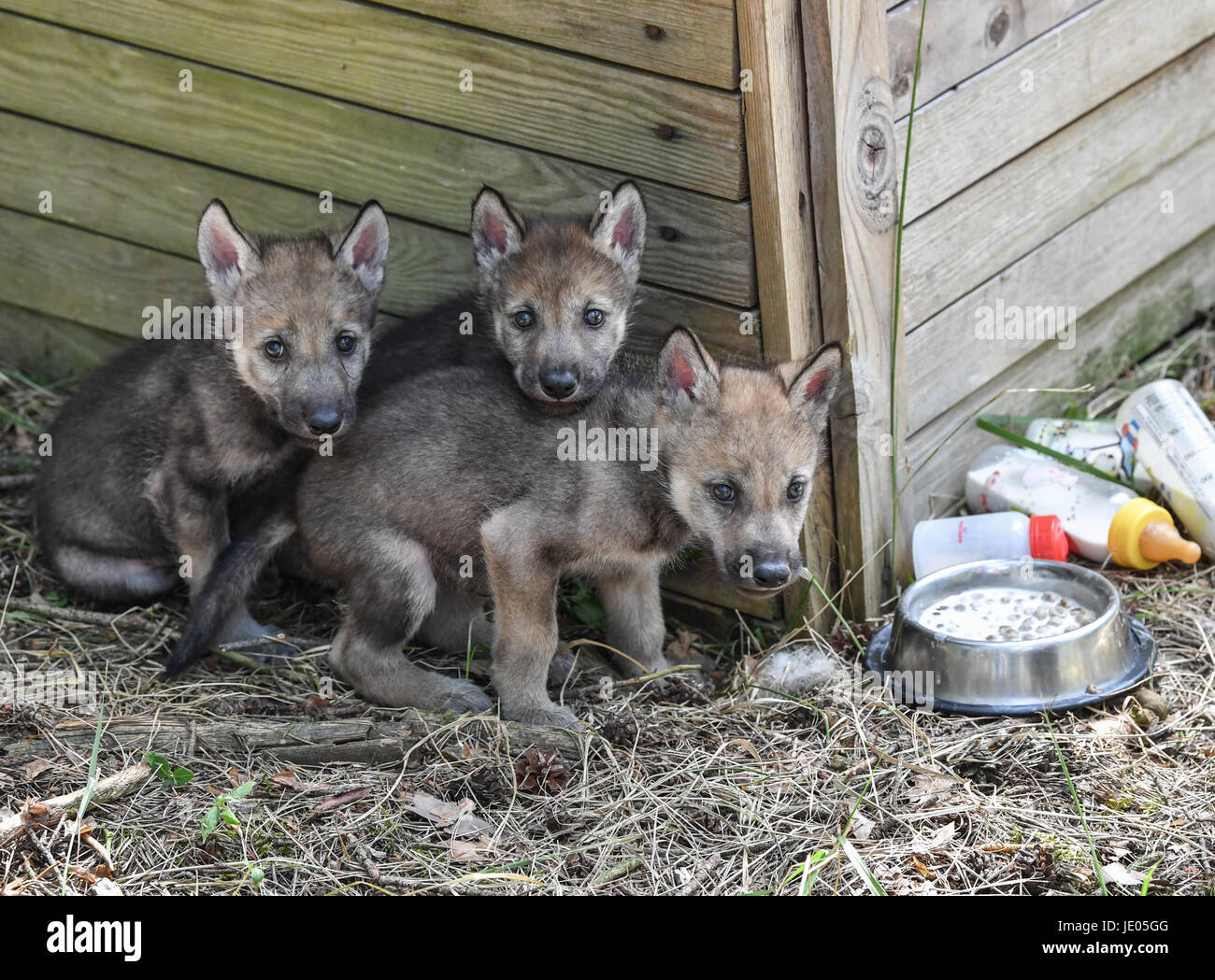 free wolf puppies