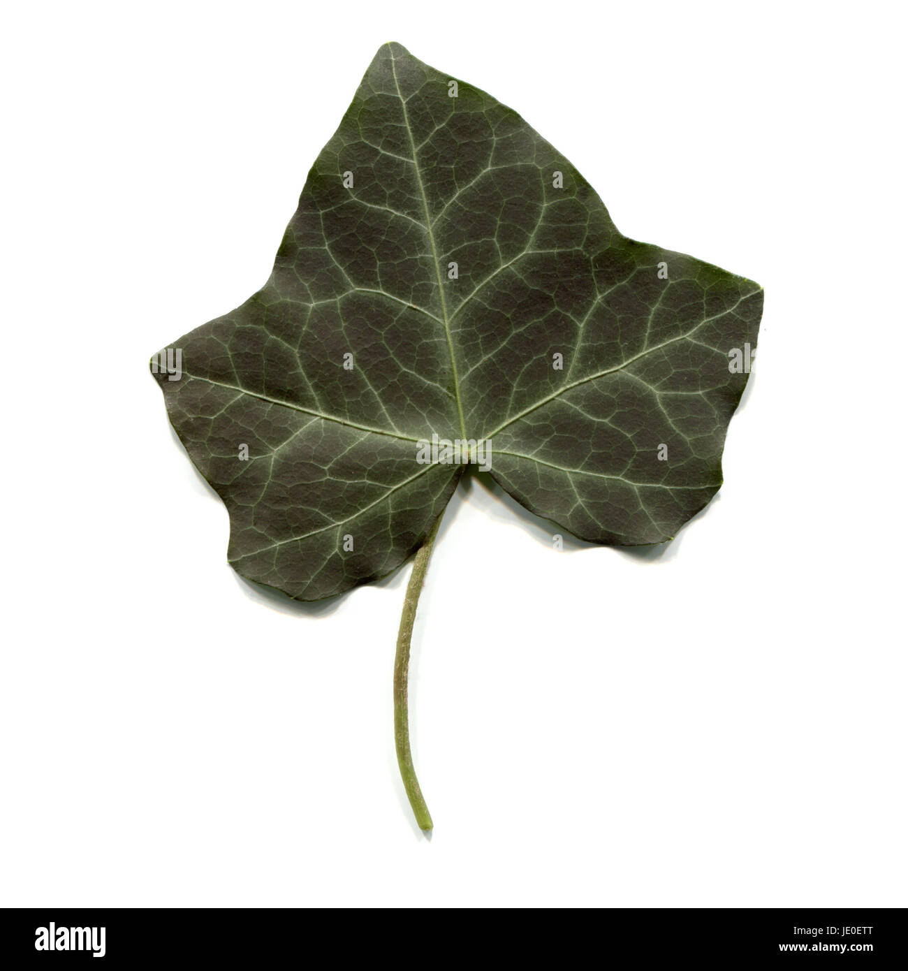 Green ivy leaf isolated over white background Stock Photo - Alamy