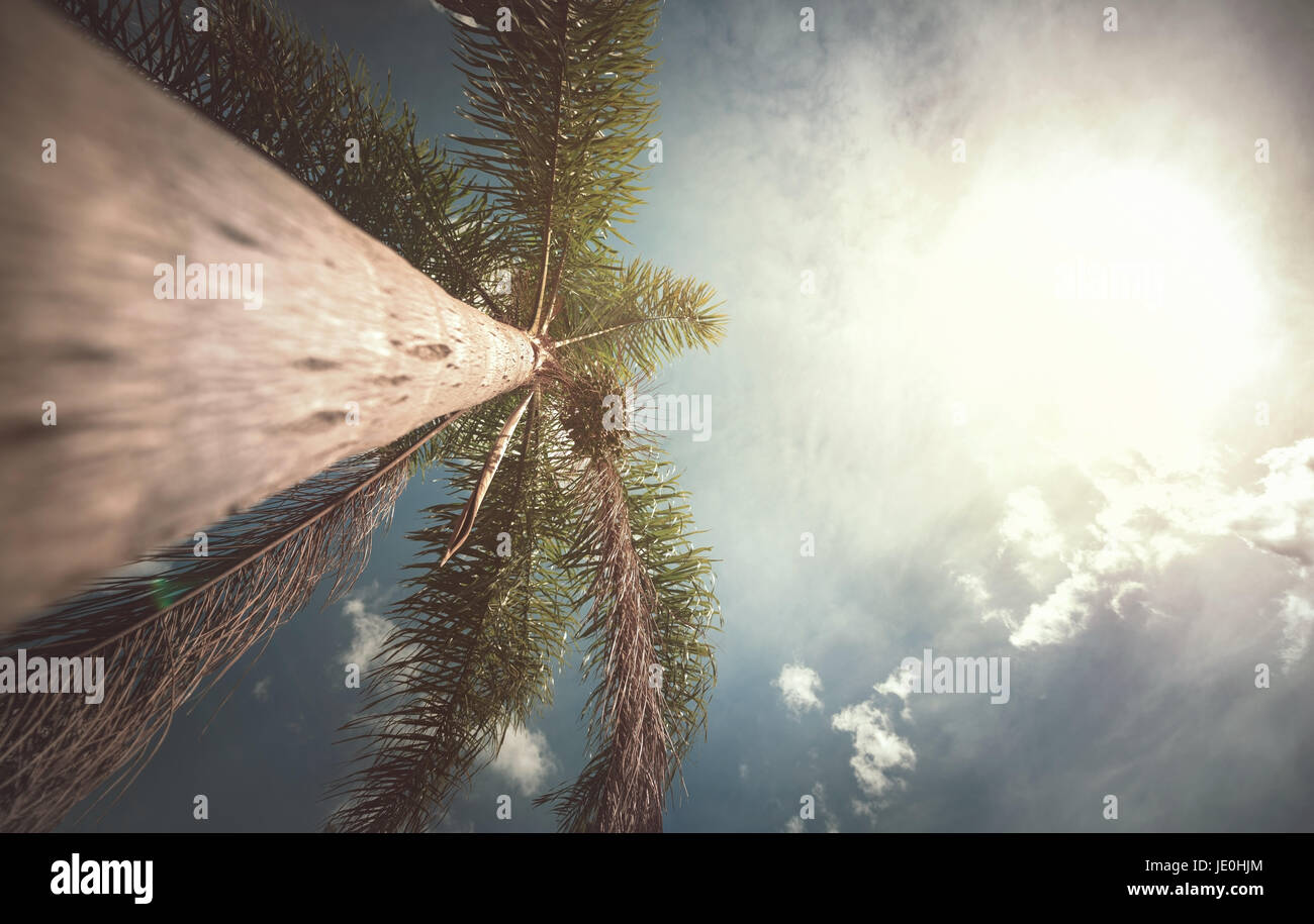 Coconut tree seen from below on sunny day. Stock Photo