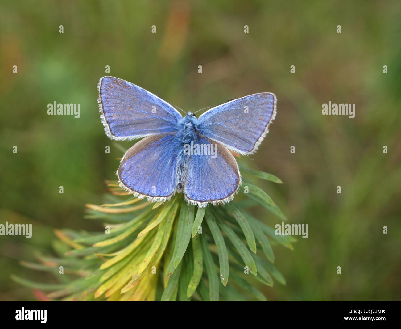insecta schmetterlinge bläuling Stock Photo - Alamy