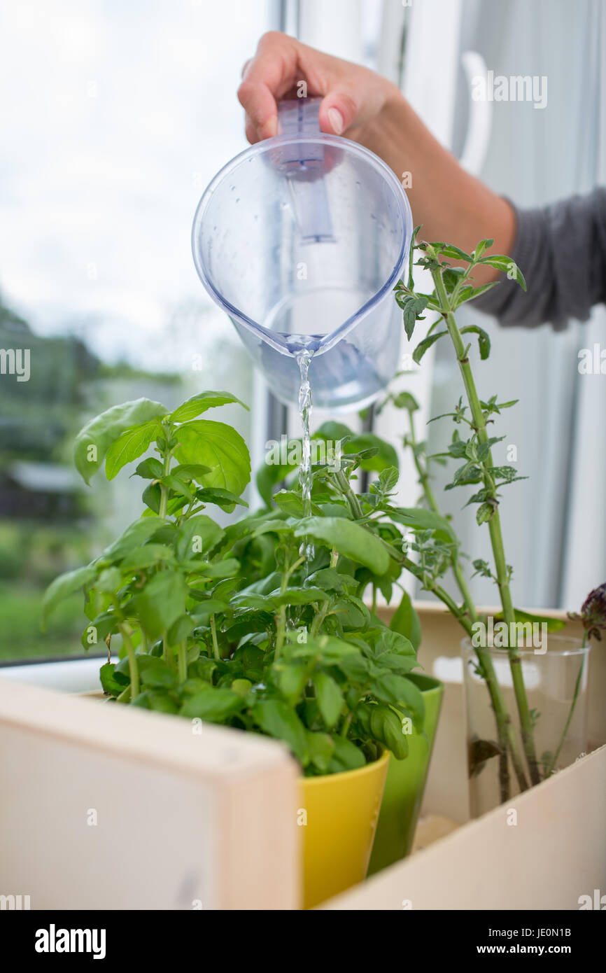 Watering the kitchen herbs Young woman pouring fresh water into pots