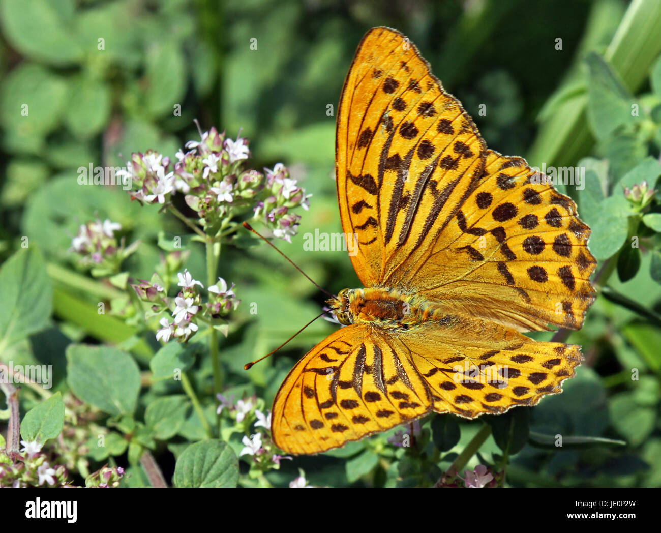 landscape format spotted Stock Photo Alamy