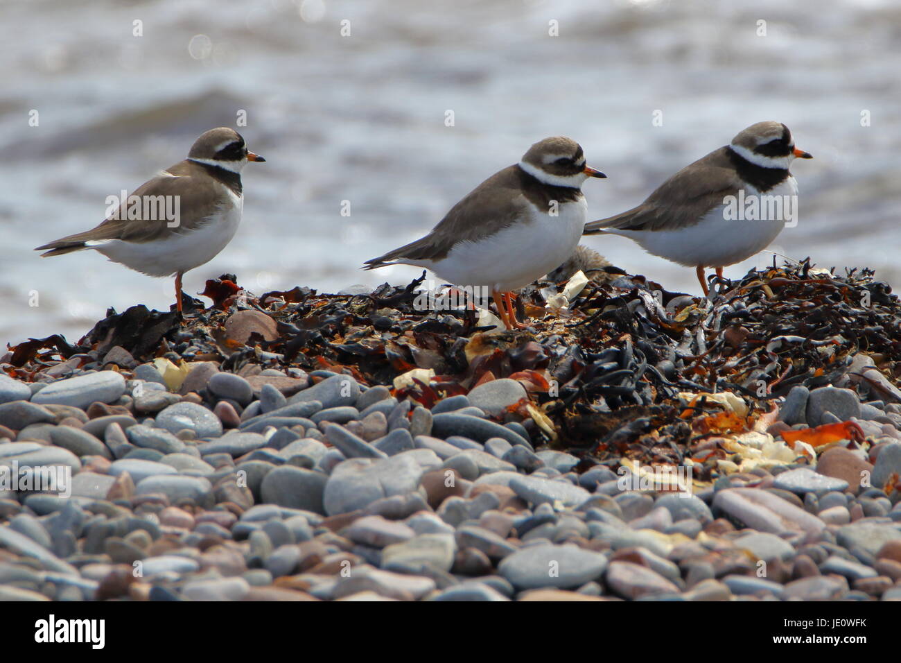 Ringed plovers Charadrius hiaticula on the shore of Chanonry Point Fortress Scotland Stock Photo