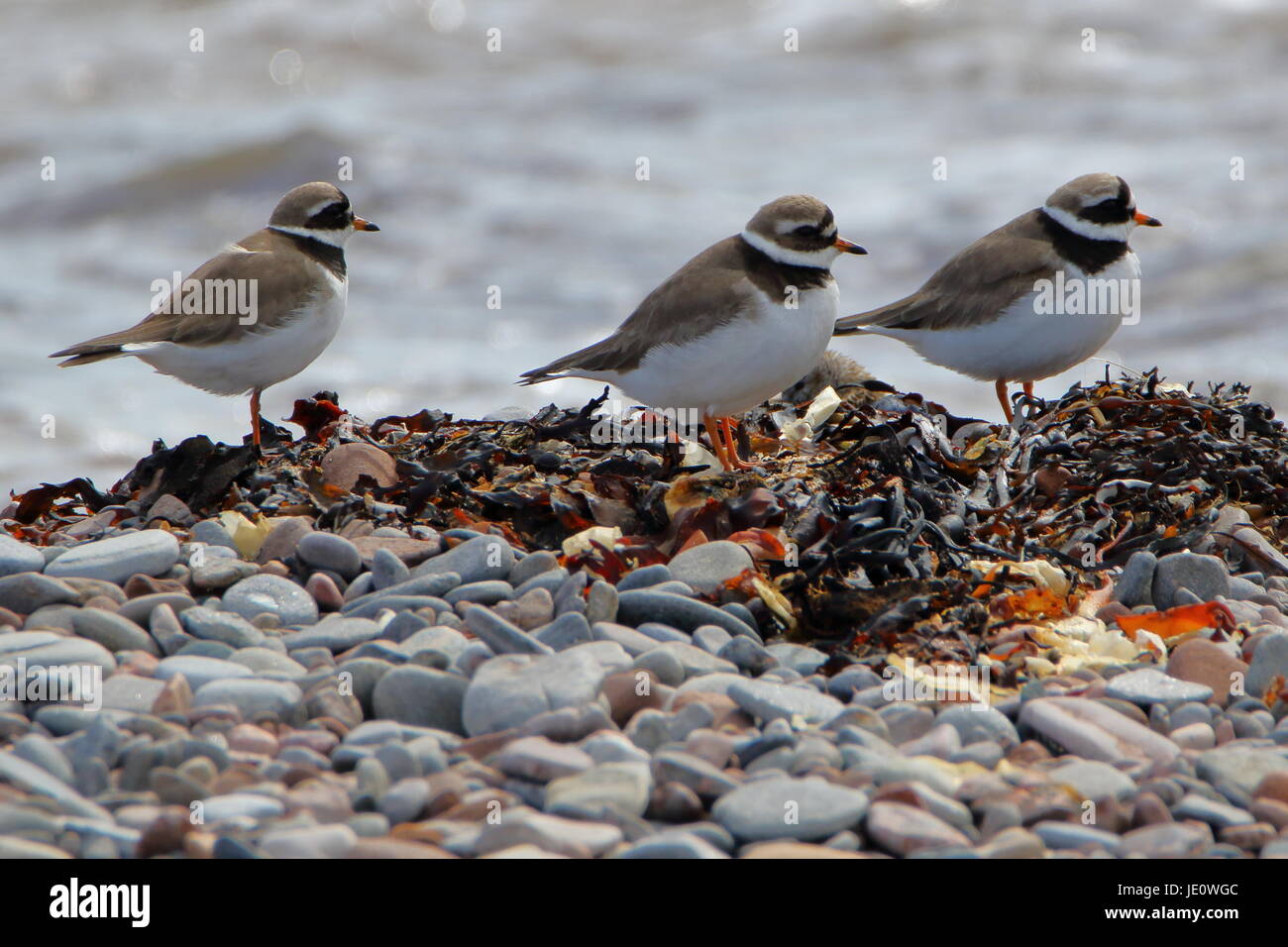 Ringed plovers Charadrius hiaticula on the shore of Chanonry Point Fortress Scotland Stock Photo