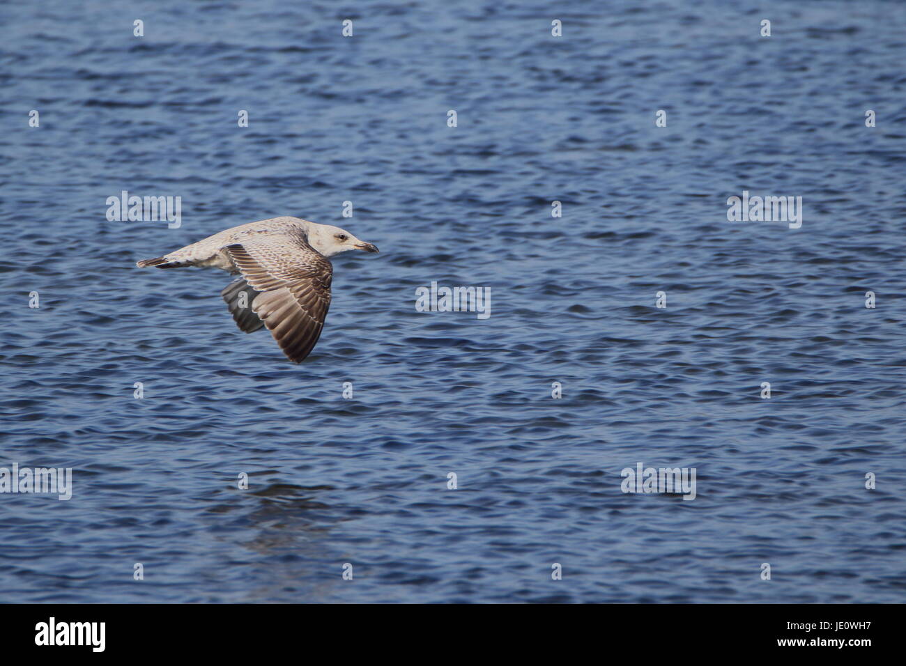 Immature herring gull in flight over Loch Fleet; Scotland Stock Photo