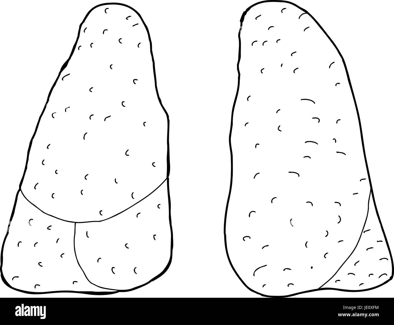 Hand drawn outline human lungs Cut Out Stock Images &amp; Pictures - Alamy