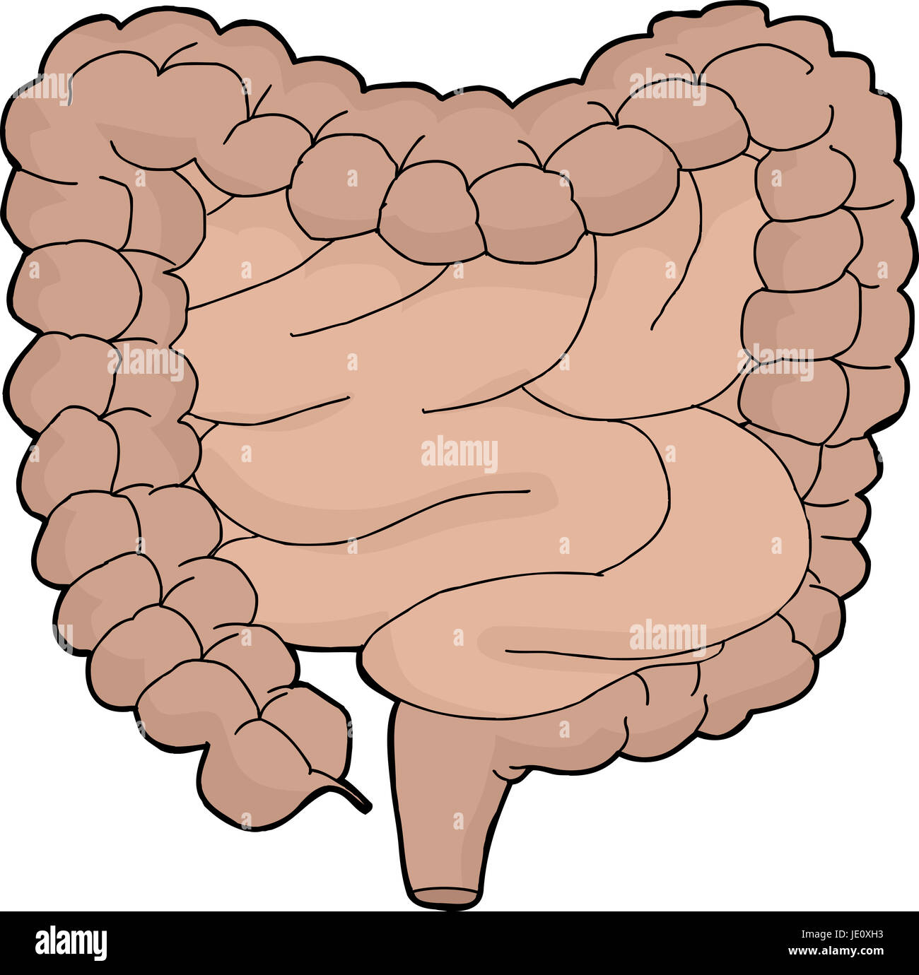 Isolated cartoon human digestive tract over white background Stock Photo