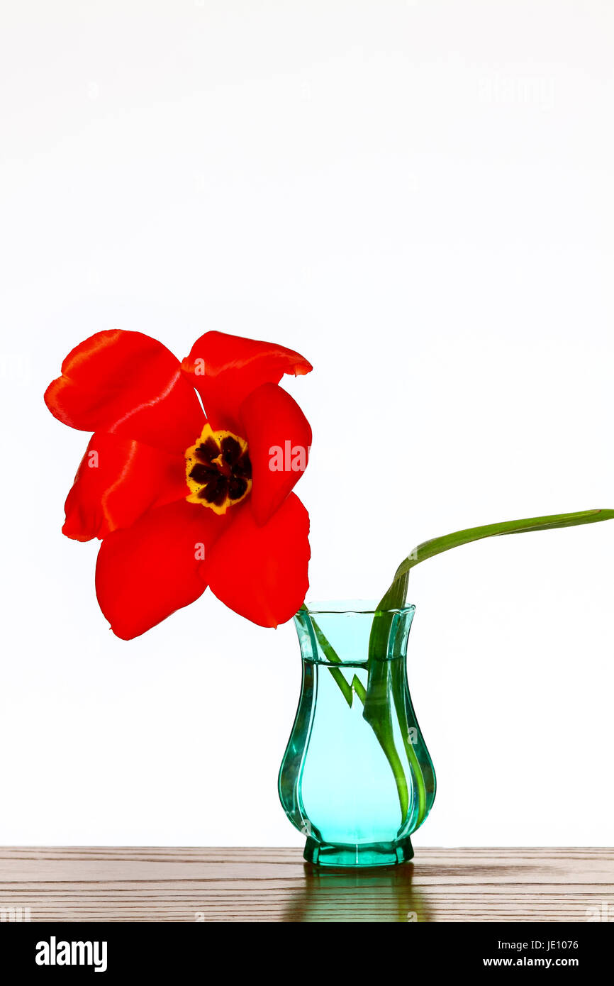 Single red tulip in a green vase isolated on white Stock Photo - Alamy