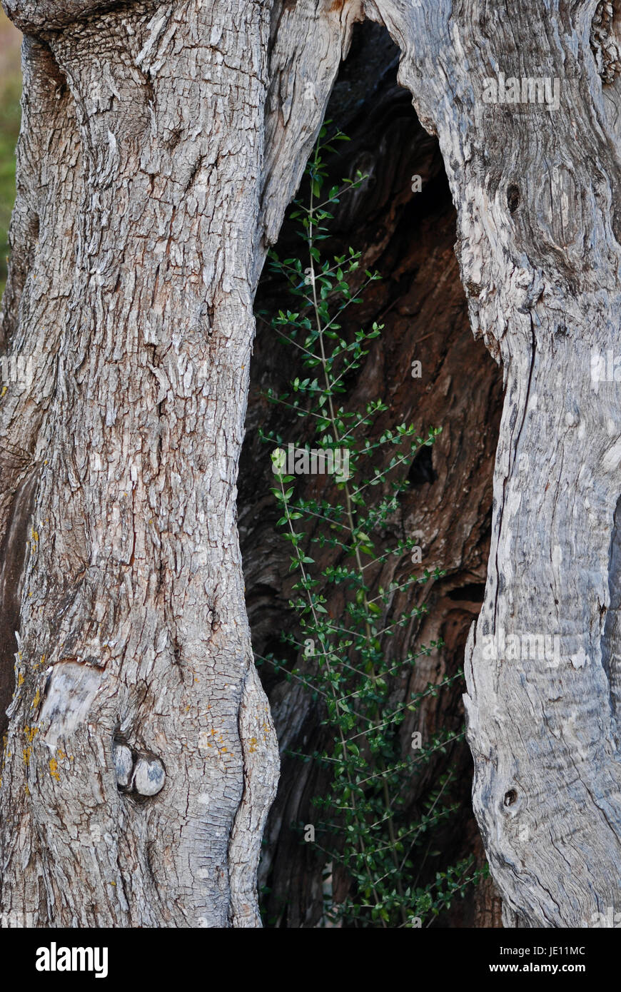 young plant in hollow olive stem Stock Photo Alamy
