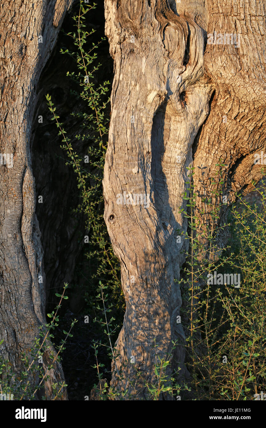 Hollow stem hires stock photography and images Alamy