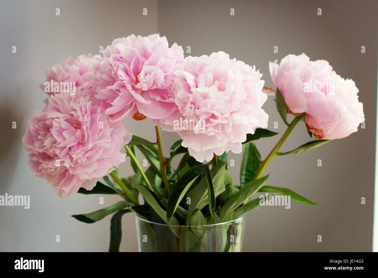 Pink Peonies in a vase in midday sun bright flower bloom close up Stock
