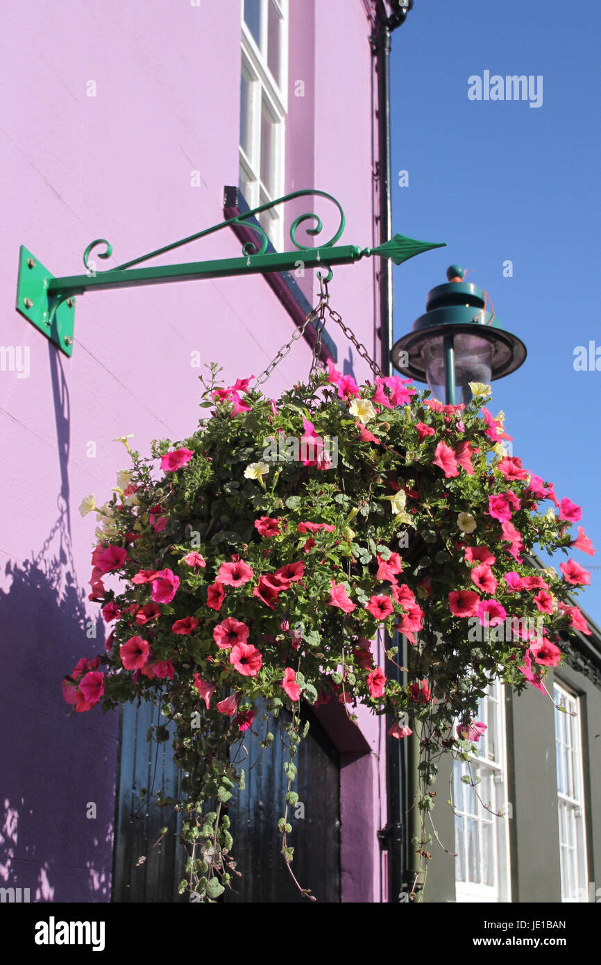 Hanging basket in bright sunshie at Killyleagh, County Down, Northern