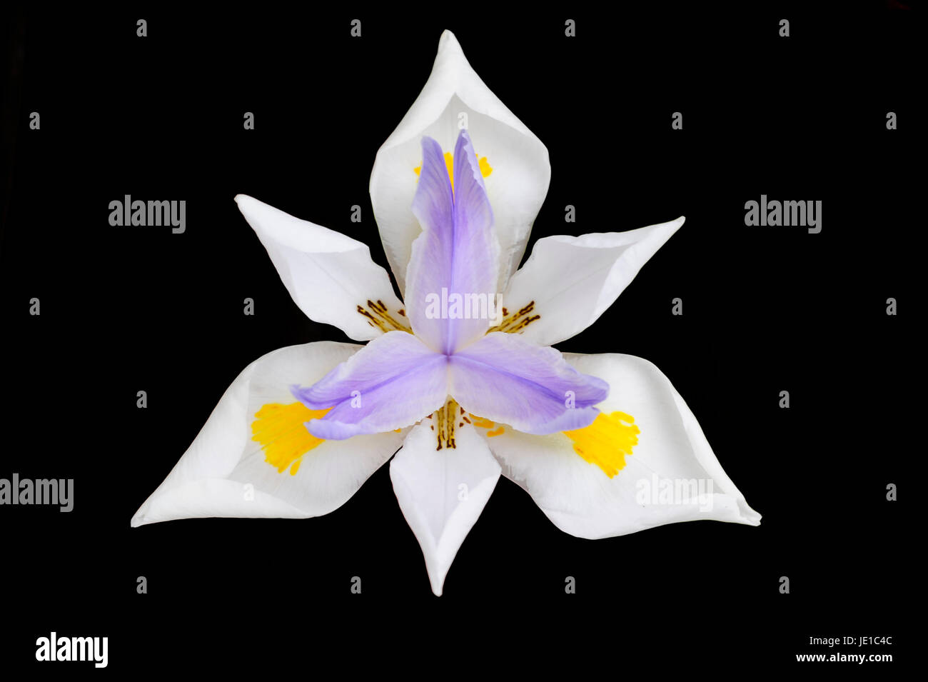 Japanese Iris in bloom Stock Photo