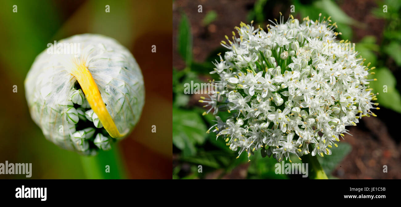 Allium cepa flower hi-res stock photography and images - Alamy