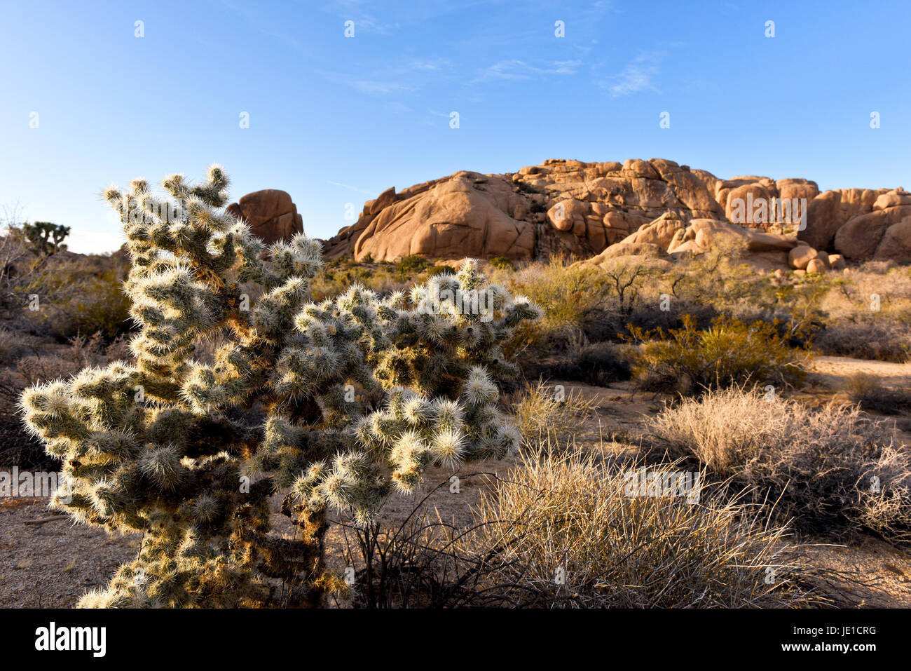A Cylindropuntia fulgida or 'jumping cactus' found in the Desert Southwest USA. A Desert Landscape at Joshua Tree National Park Stock Photo