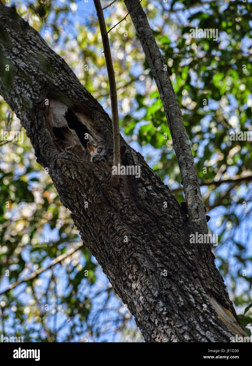 Redtailed sportive lemur (Lepilemur ruficaudatus), Kirindy National