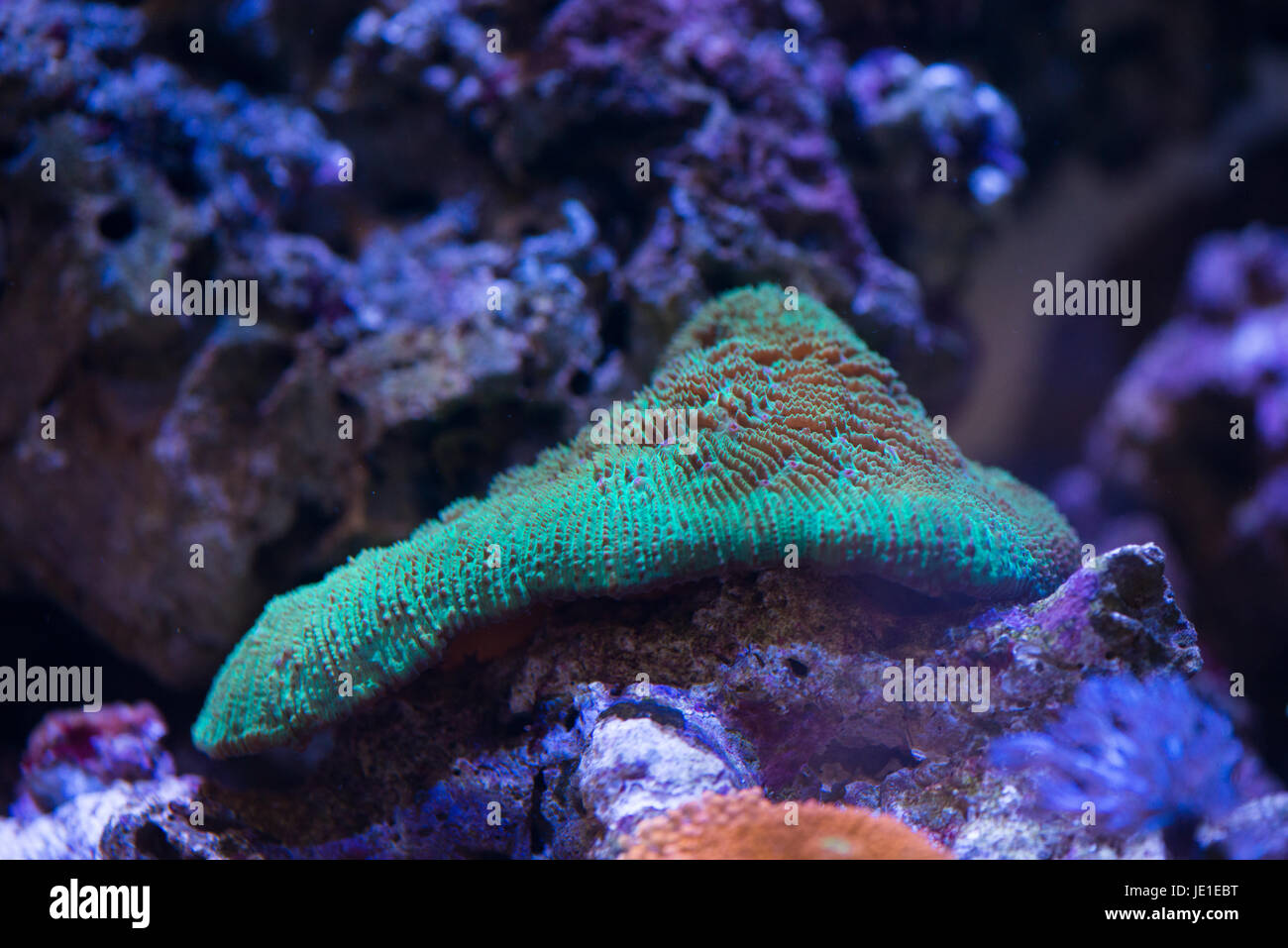 favia coral Stock Photo