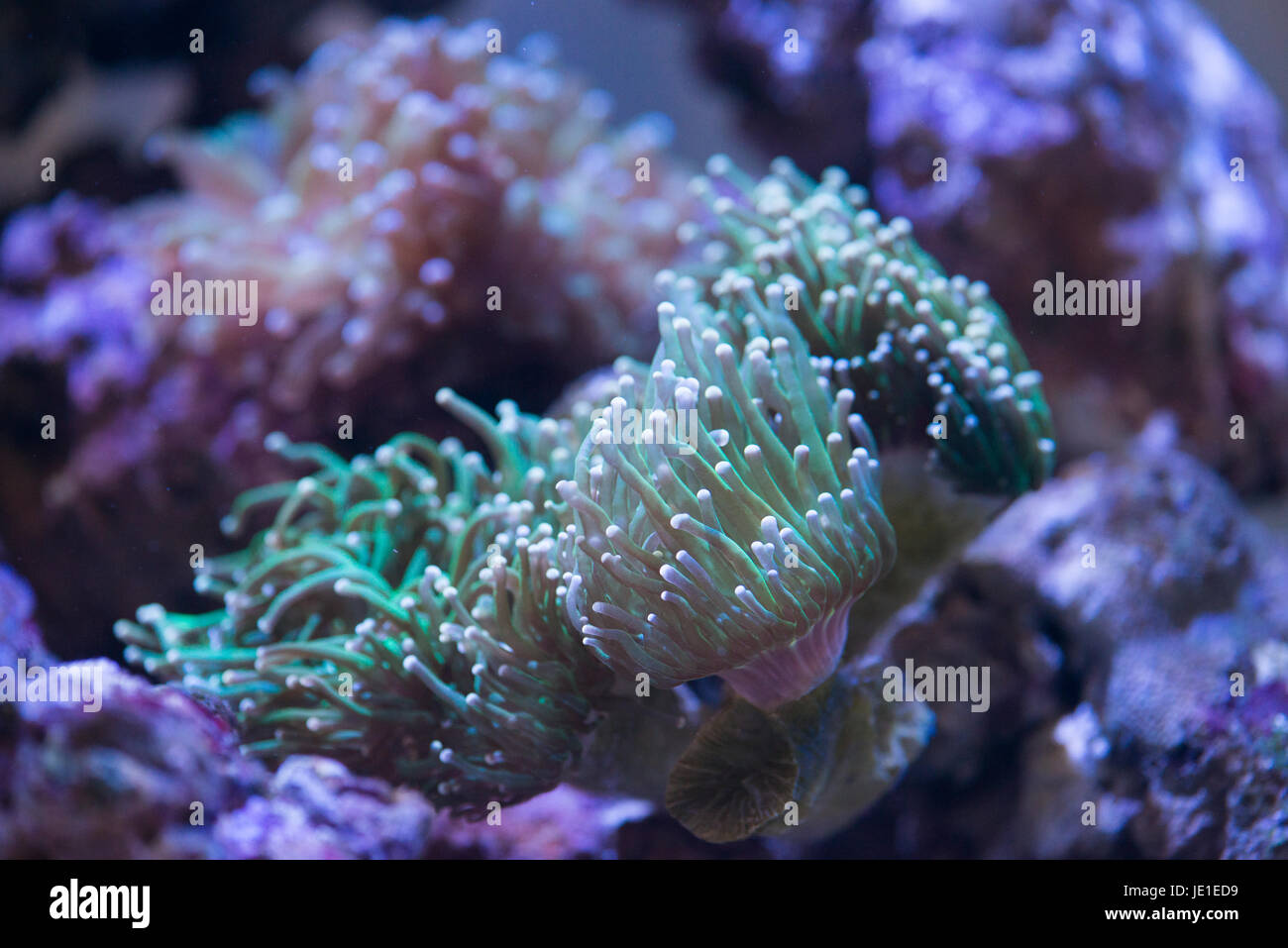 torch coral Stock Photo