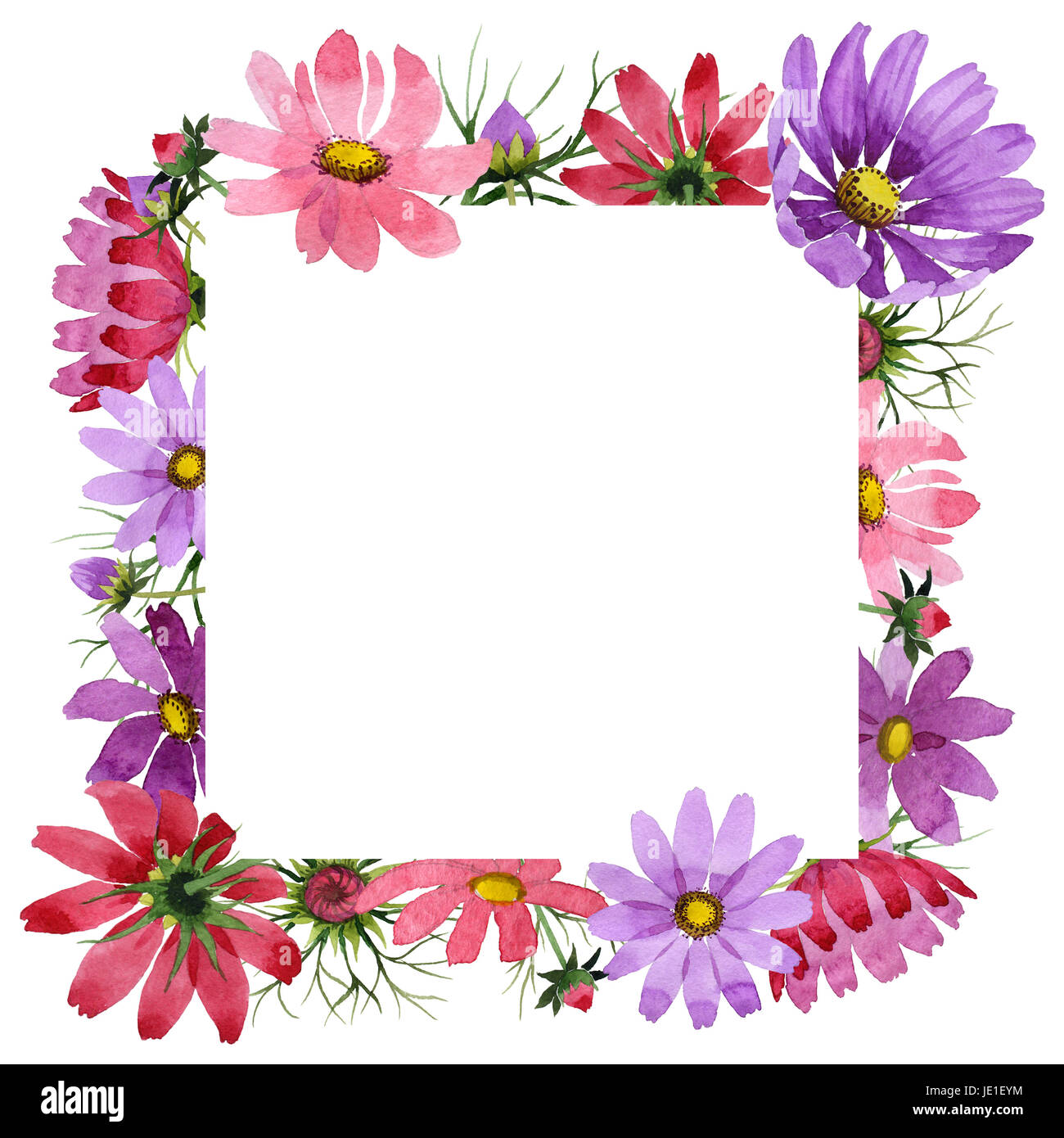 Wildflower kosmeya flower frame in a watercolor style isolated Stock ...
