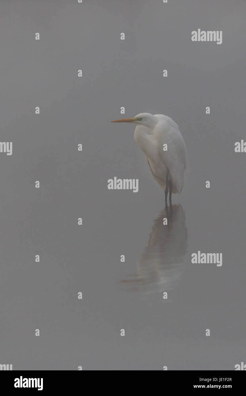 reflected lonesome natural great white egret (egretta alba) standing in mist in gray water Stock Photo