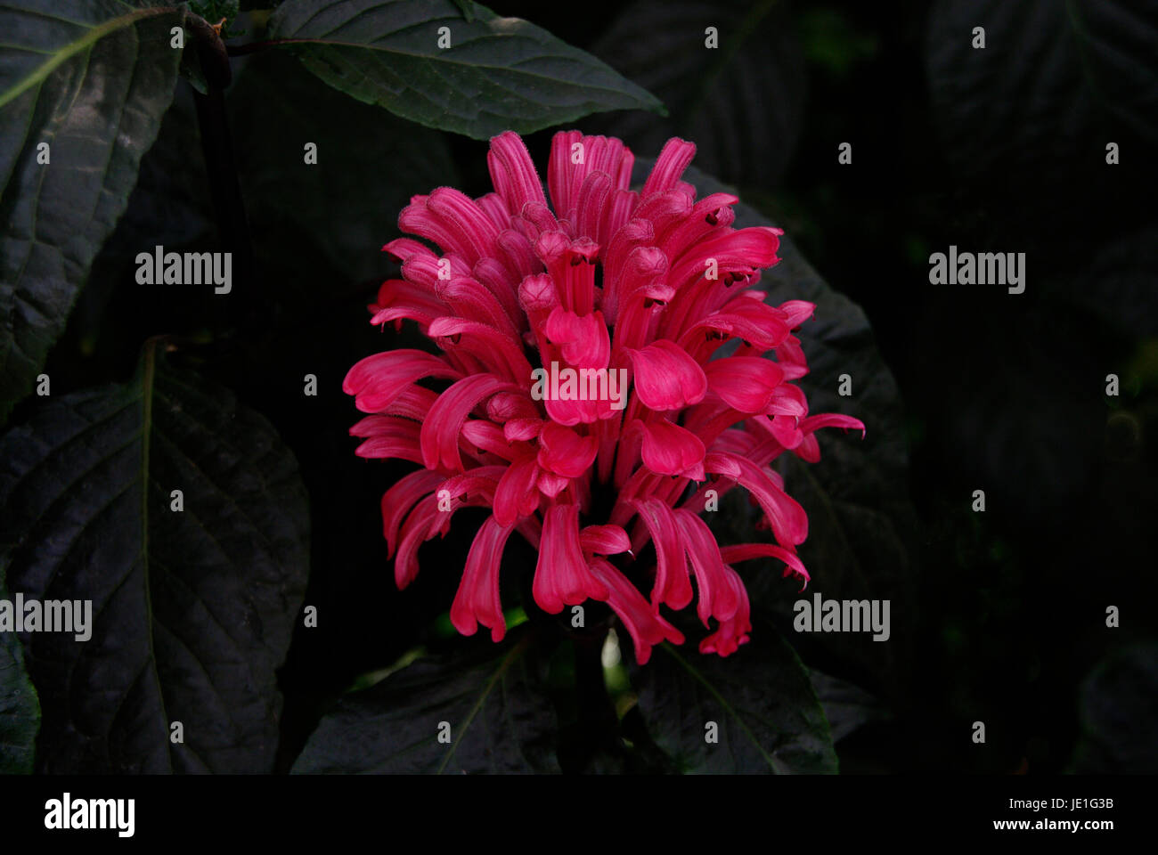 Justicia carnea 'Radiant' or the 'Brazillian Plume Flower'. Stock Photo