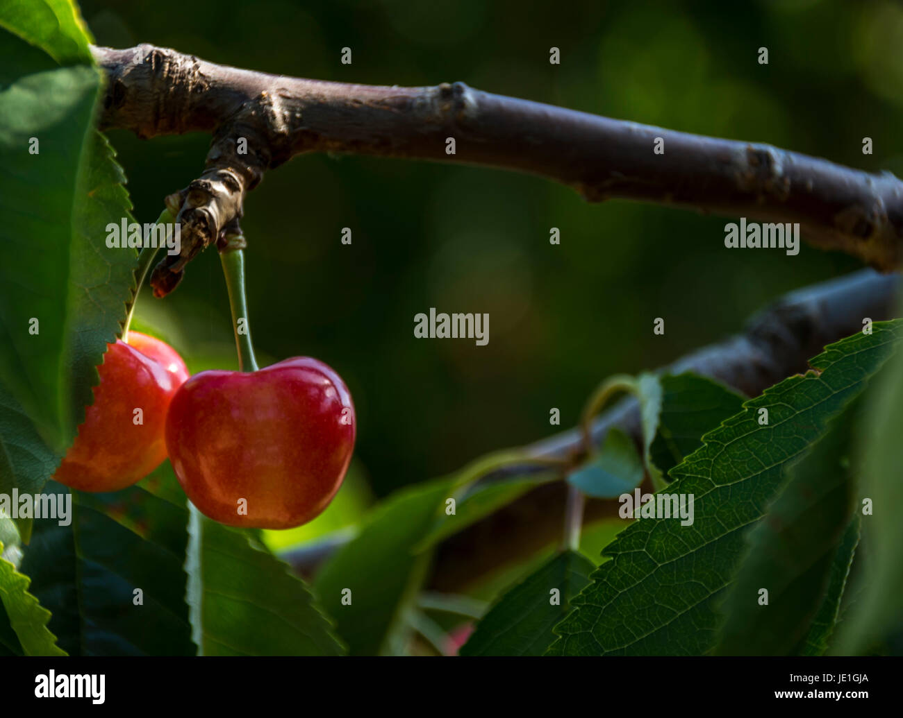 Two cherries in Provence , France Stock Photo Alamy
