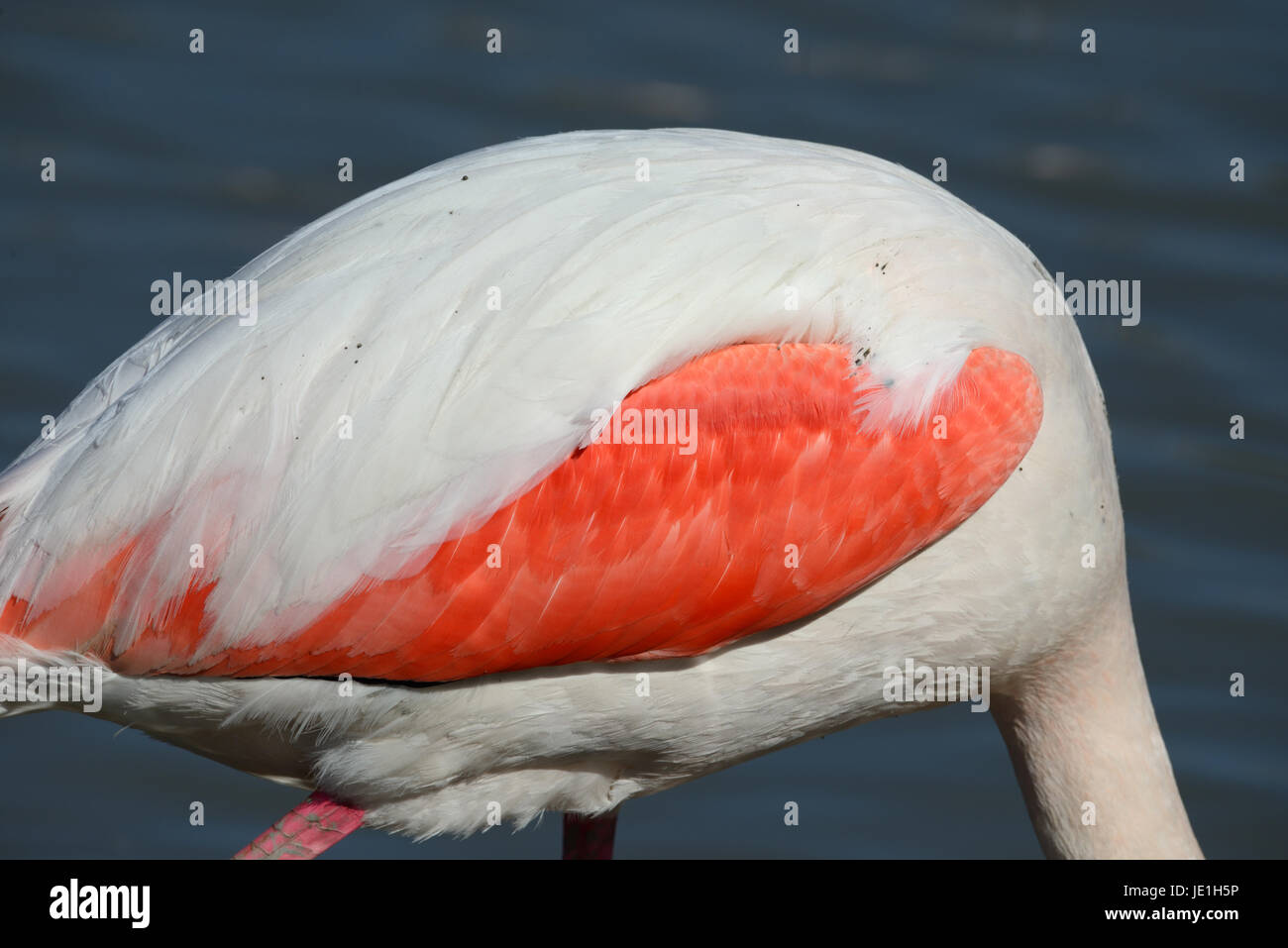 Pink Wing of Pink Flamingo or Greater Flamingo, Phoenicopterus ruber, Camargue France Stock Photo