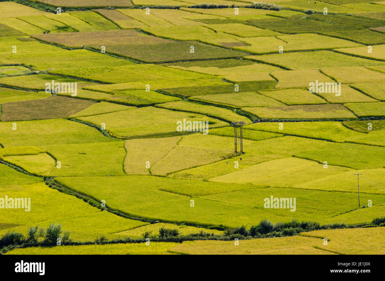 Creative patterns and textures of rice fields in Himalayan region Stock Photo