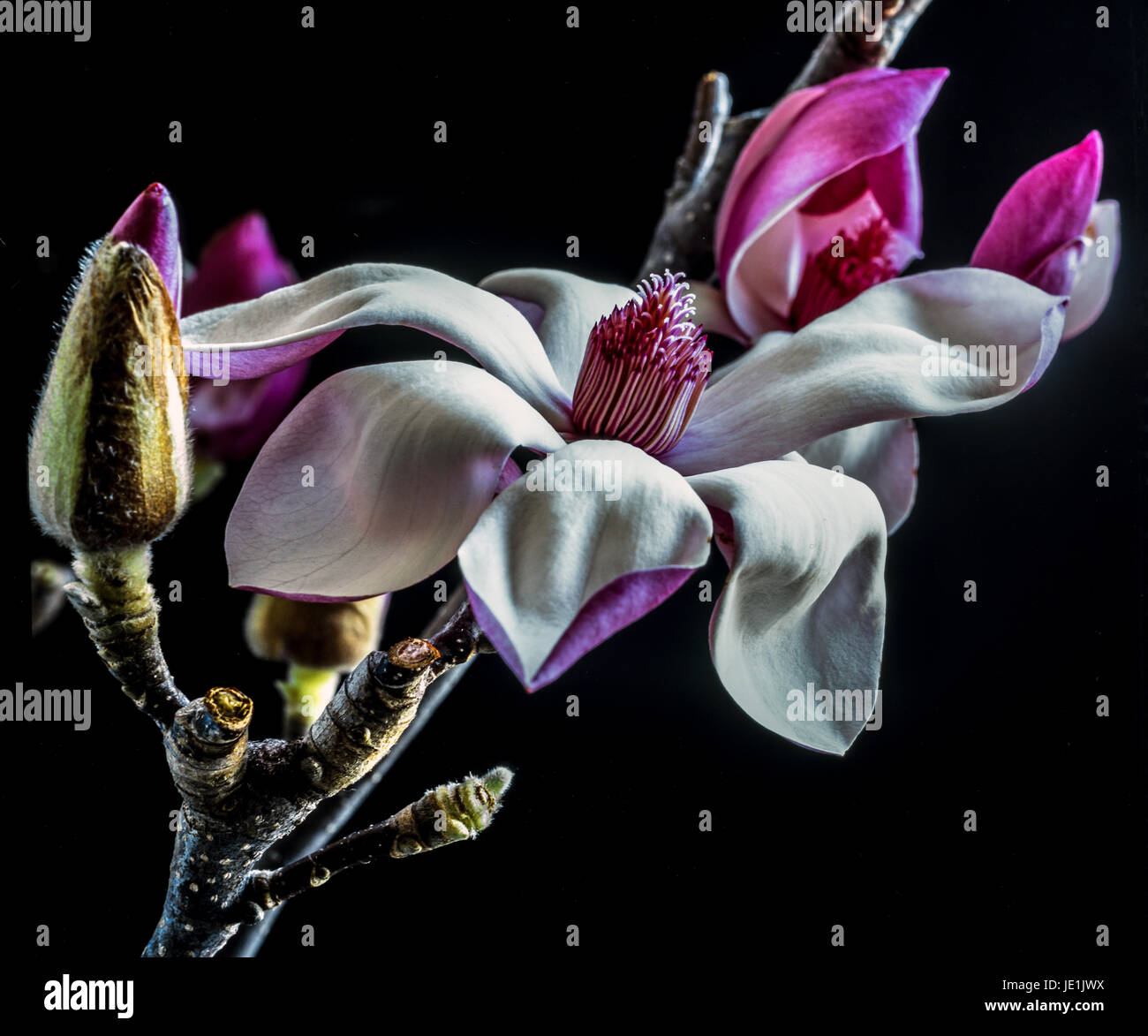 Magnolia soulangeana ,saucer magnolia is a hybrid plant in the genus