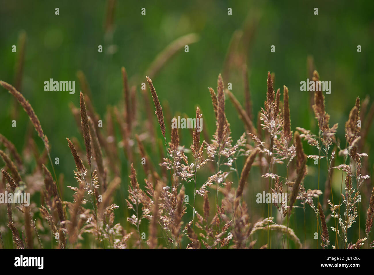 Summer Wheat Field taken in England June 2017 Stock Photo