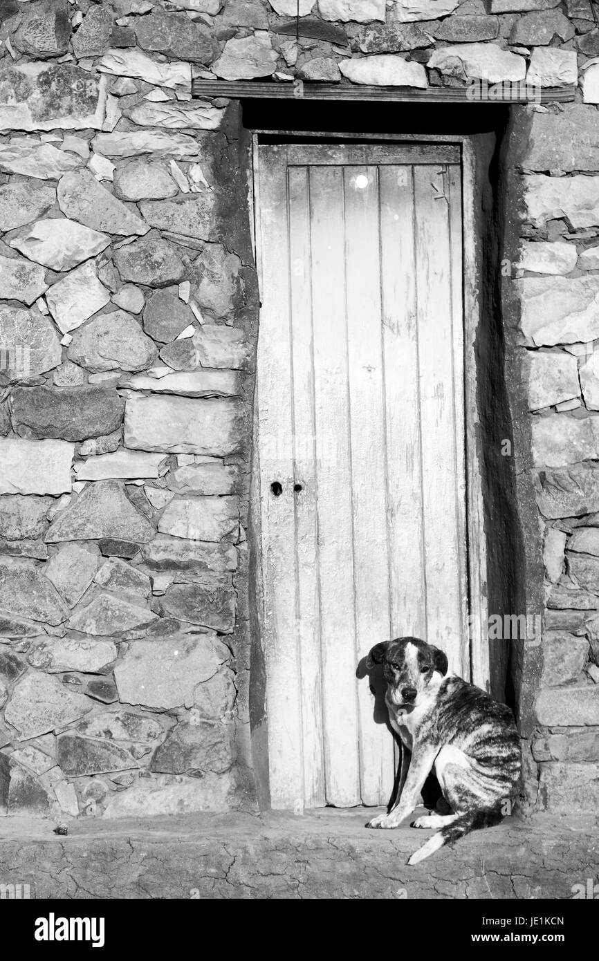 Dog waiting door Black and White Stock Photos & Images Alamy