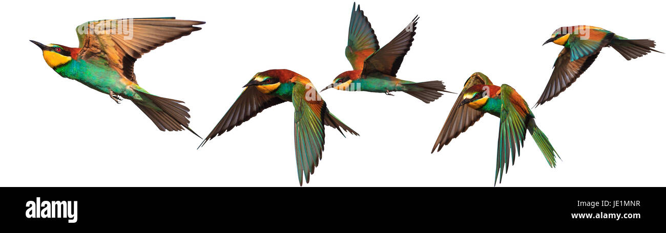Set of exotic birds on white backgrounds,Bee-eater, creative approach Stock Photo