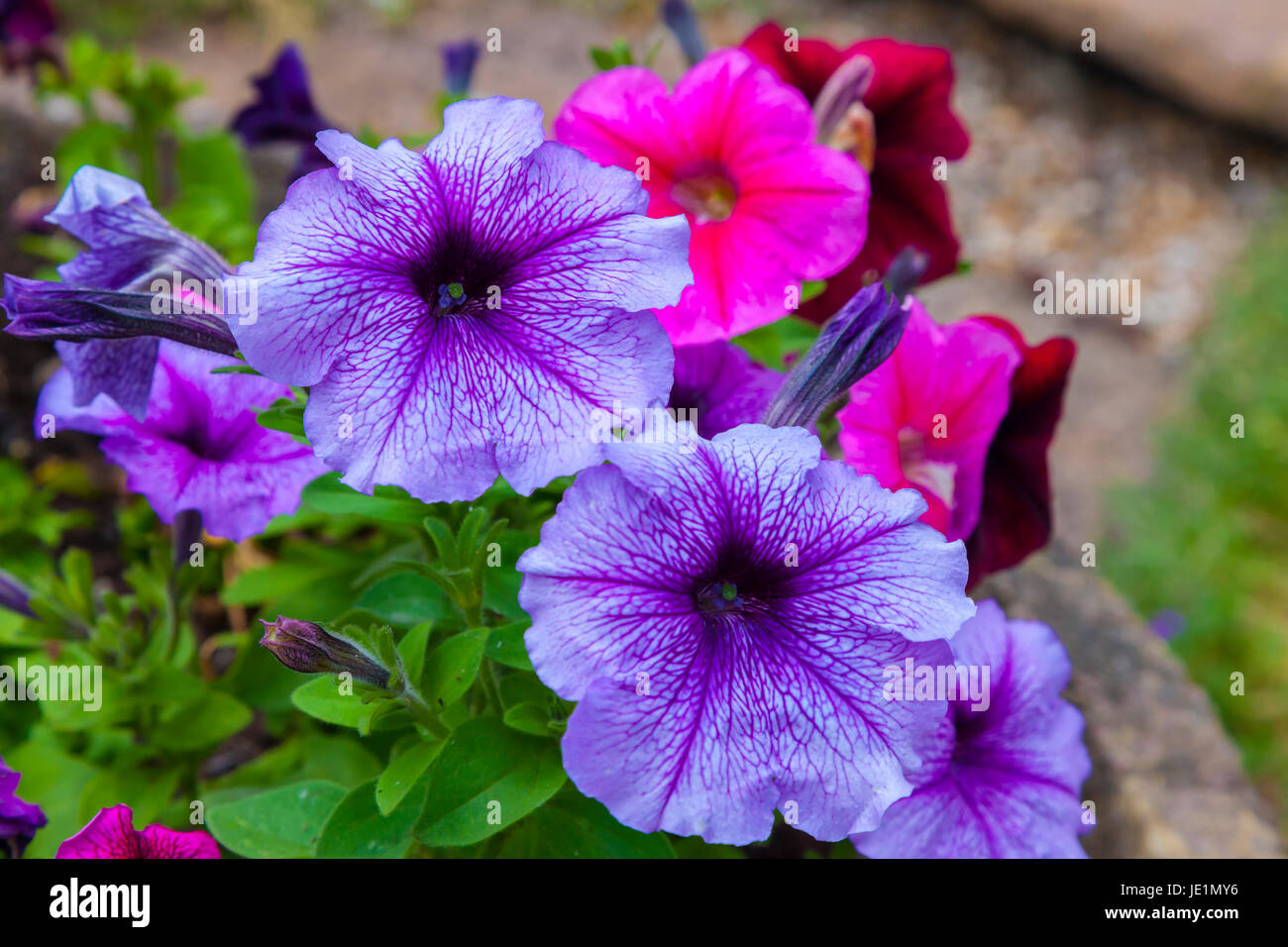Hanging baskets of Petunias Stock Photo - Alamy