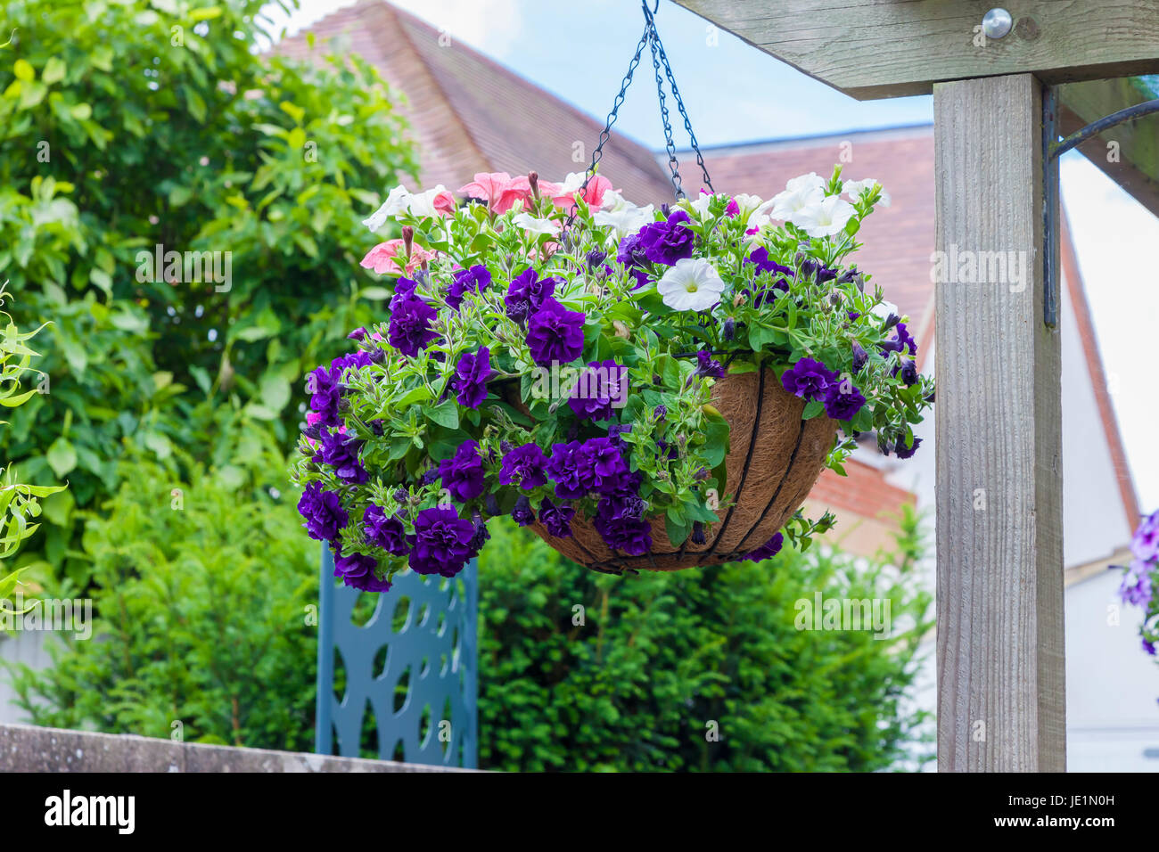 Hanging baskets of Petunias Stock Photo Alamy