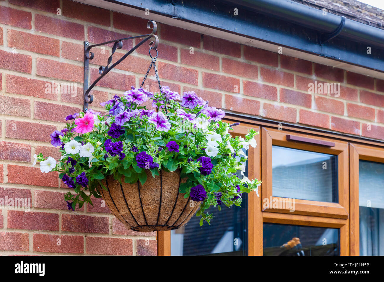 Hanging baskets of Petunias Stock Photo Alamy