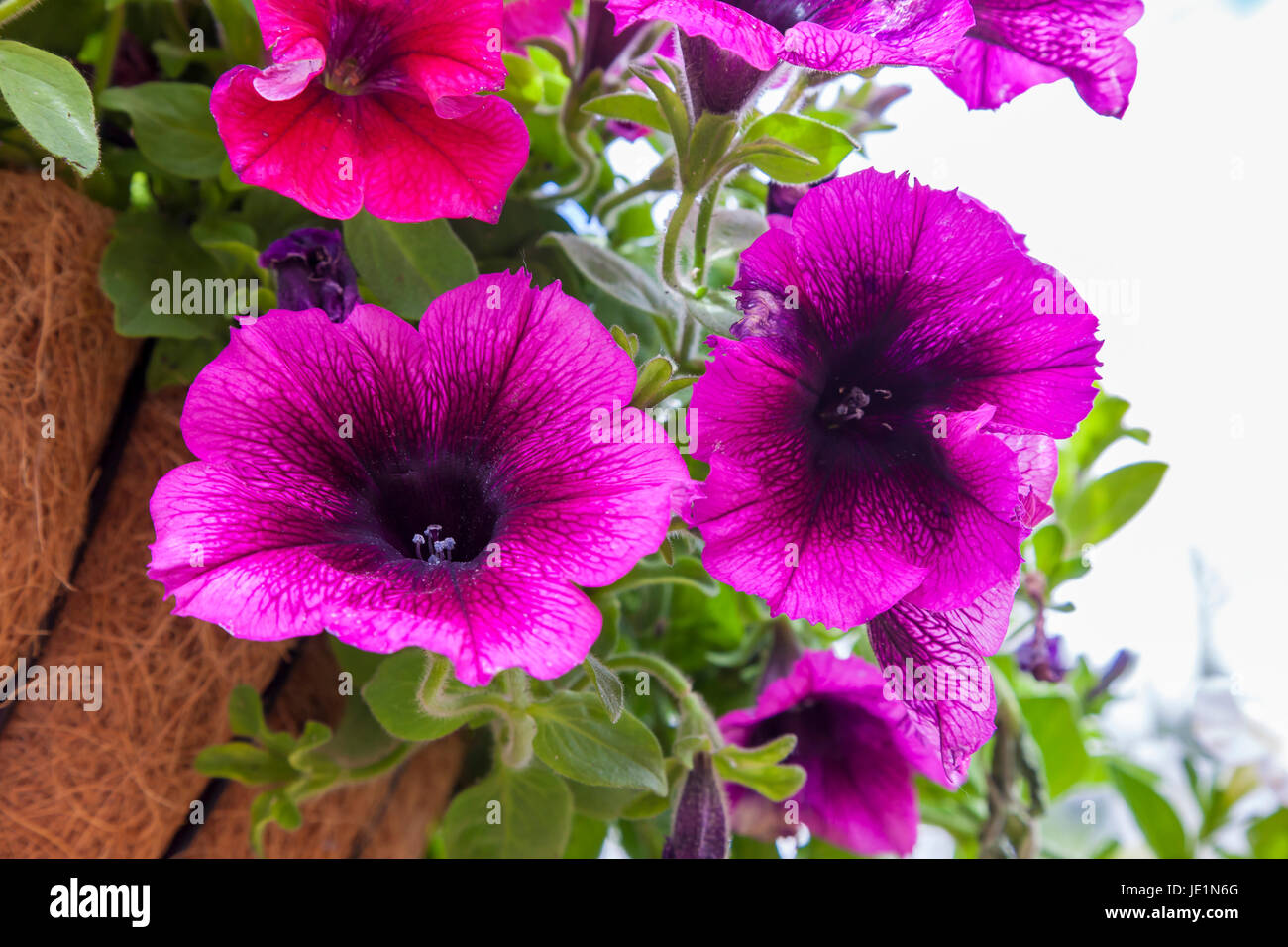 Hanging baskets of Petunias Stock Photo Alamy