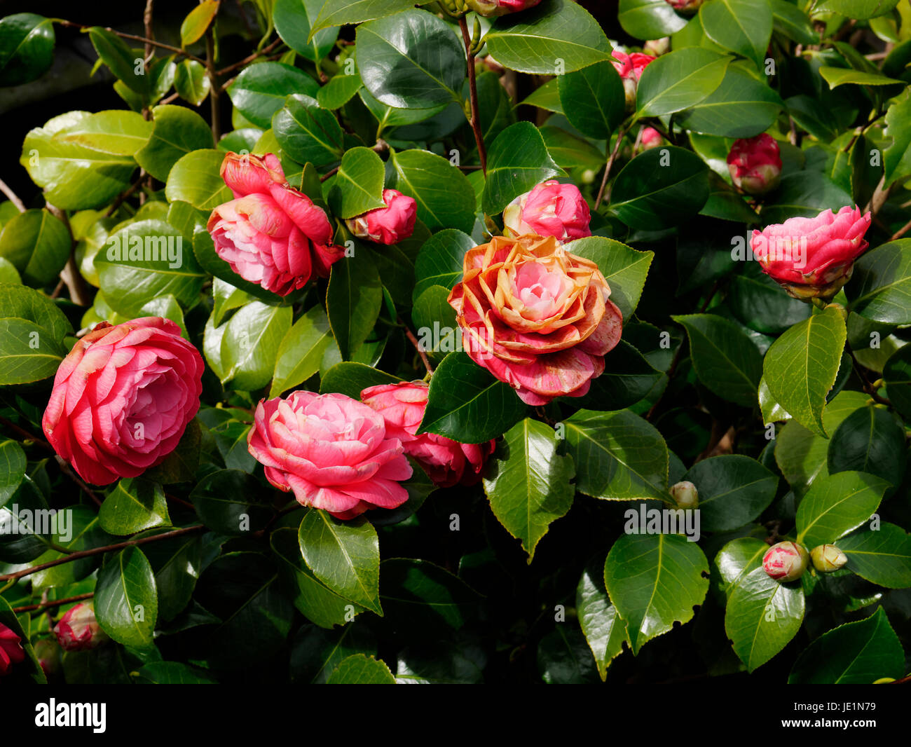 Camelia in bloom (Suzanne's vegetable garden, Le Pas, Mayenne, Pays de la Loire, France). Stock Photo