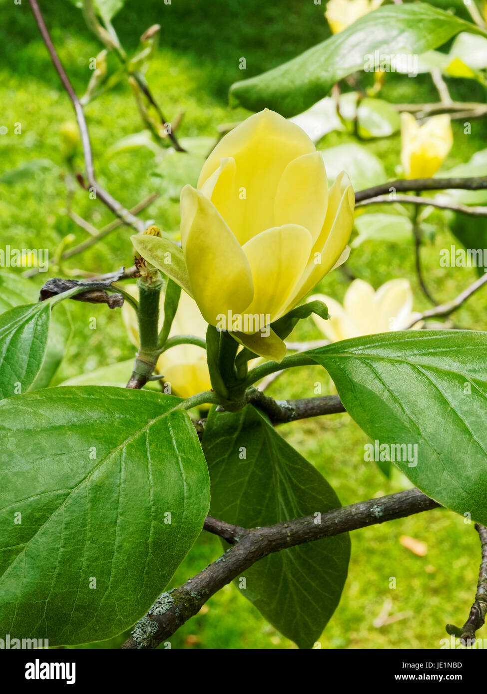 Bright yellow magnolia flower named 'Golden Gift', with foliage
