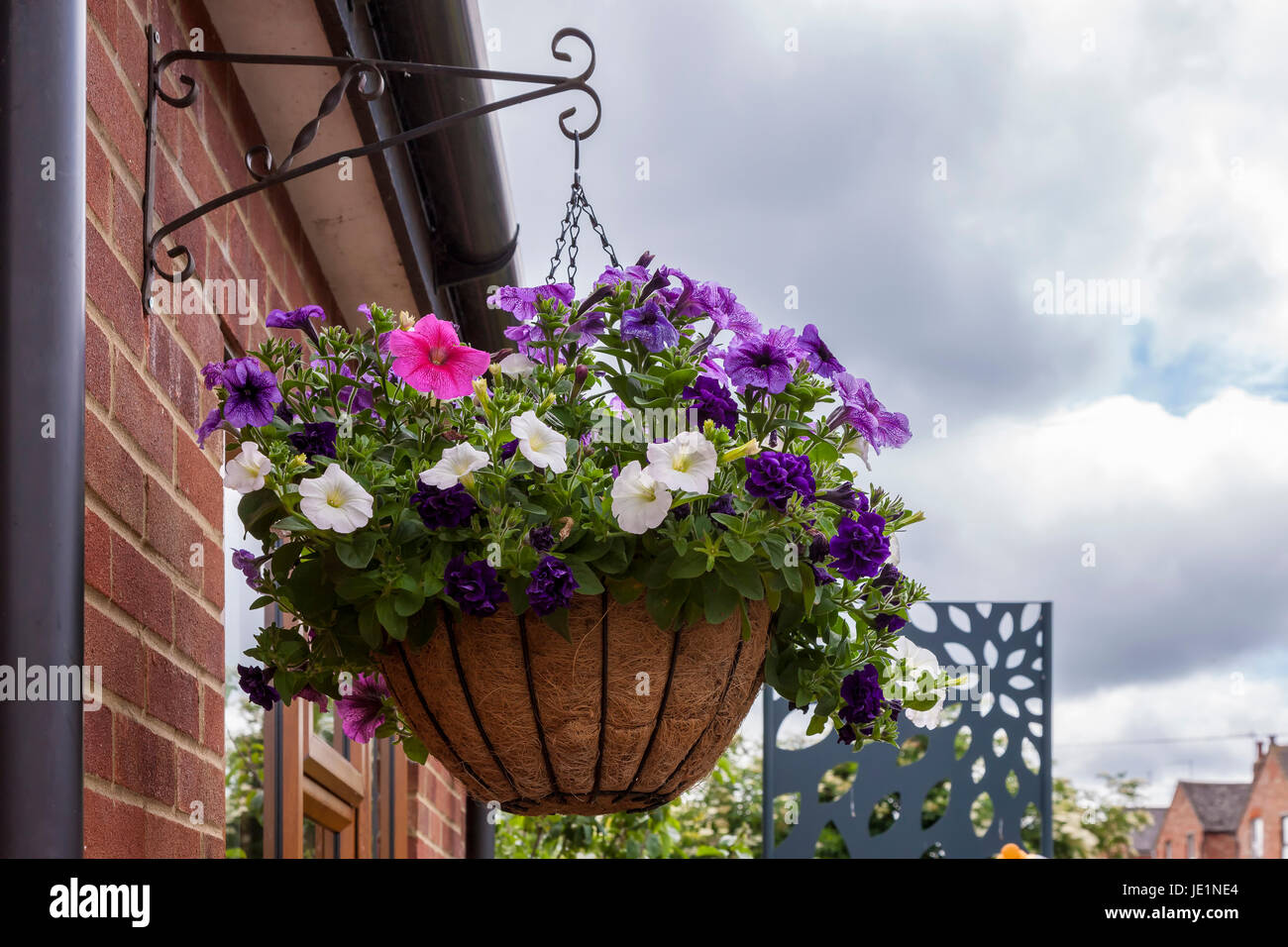 Hanging baskets of Petunias Stock Photo Alamy