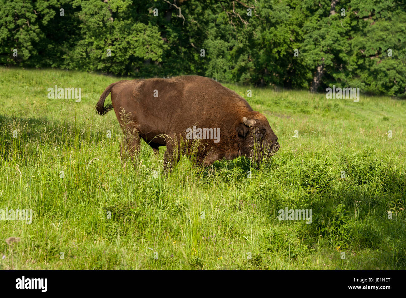 Bison in the grass Stock Photo Biology Diagrams