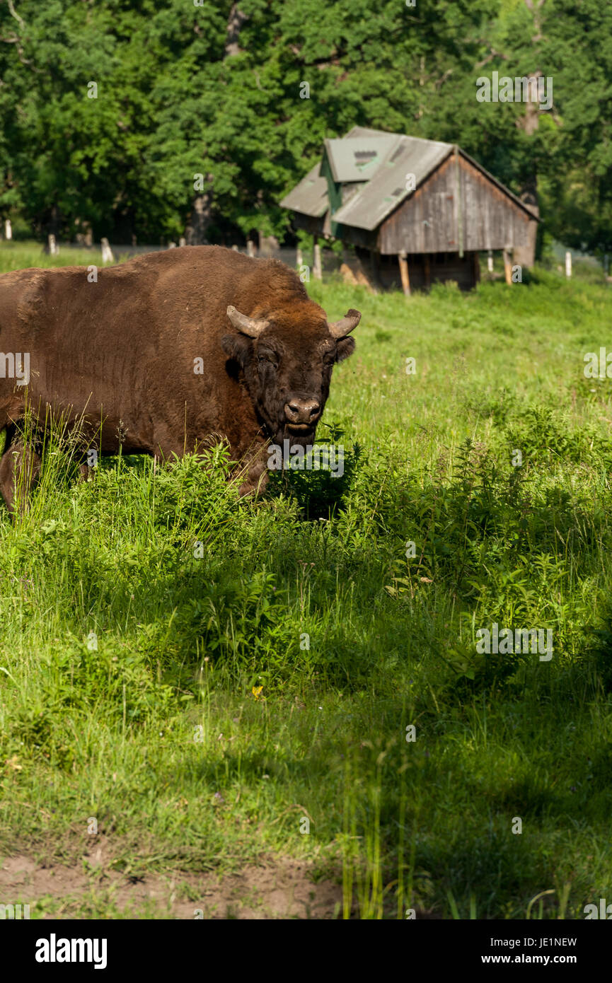 Bison in the grass Stock Photo Biology Diagrams