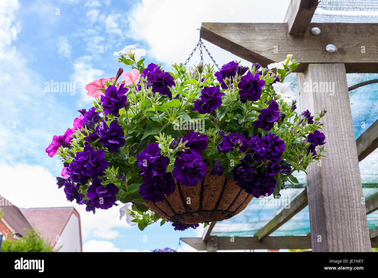 Hanging baskets of Petunias Stock Photo - Alamy