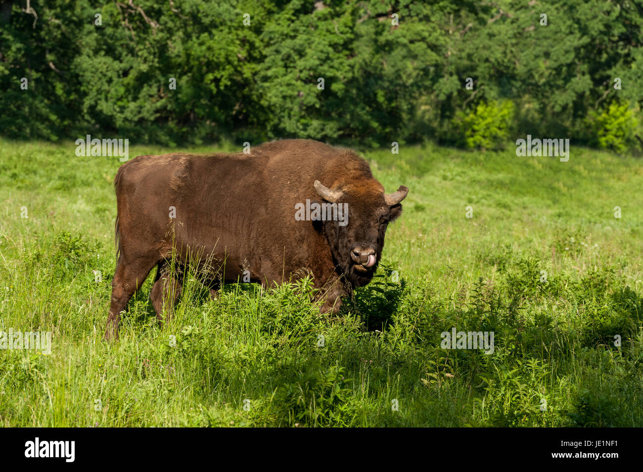 Bison in the grass Stock Photo Biology Diagrams