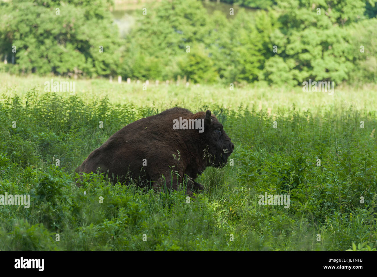 Bison in the grass Stock Photo Biology Diagrams