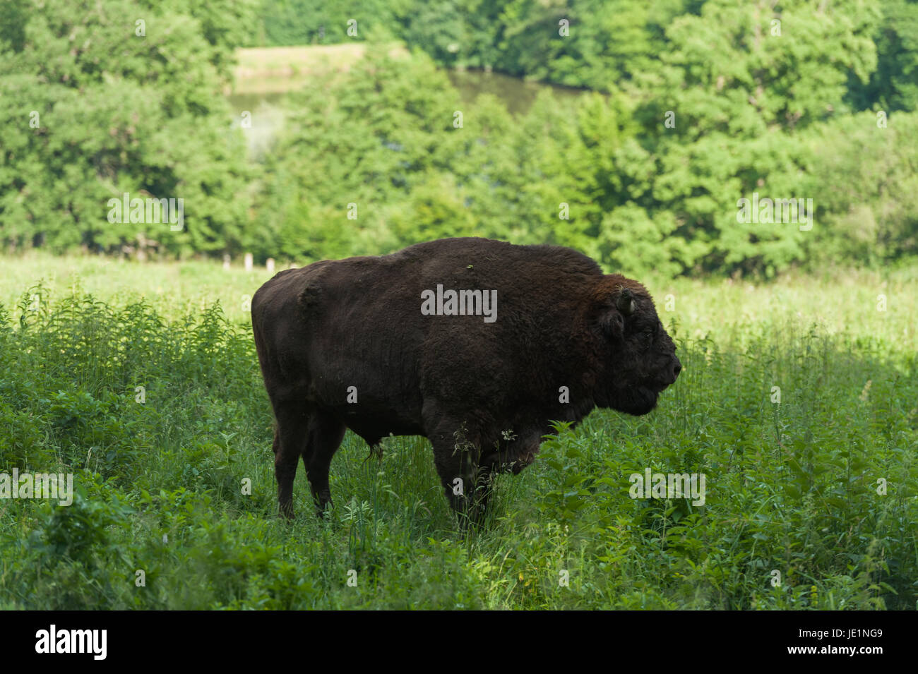 Bison in the grass Stock Photo Biology Diagrams