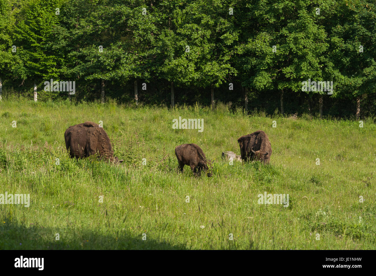 Bison in the grass Stock Photo Biology Diagrams