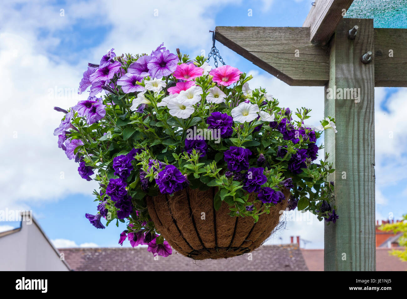 Hanging baskets of Petunias Stock Photo Alamy