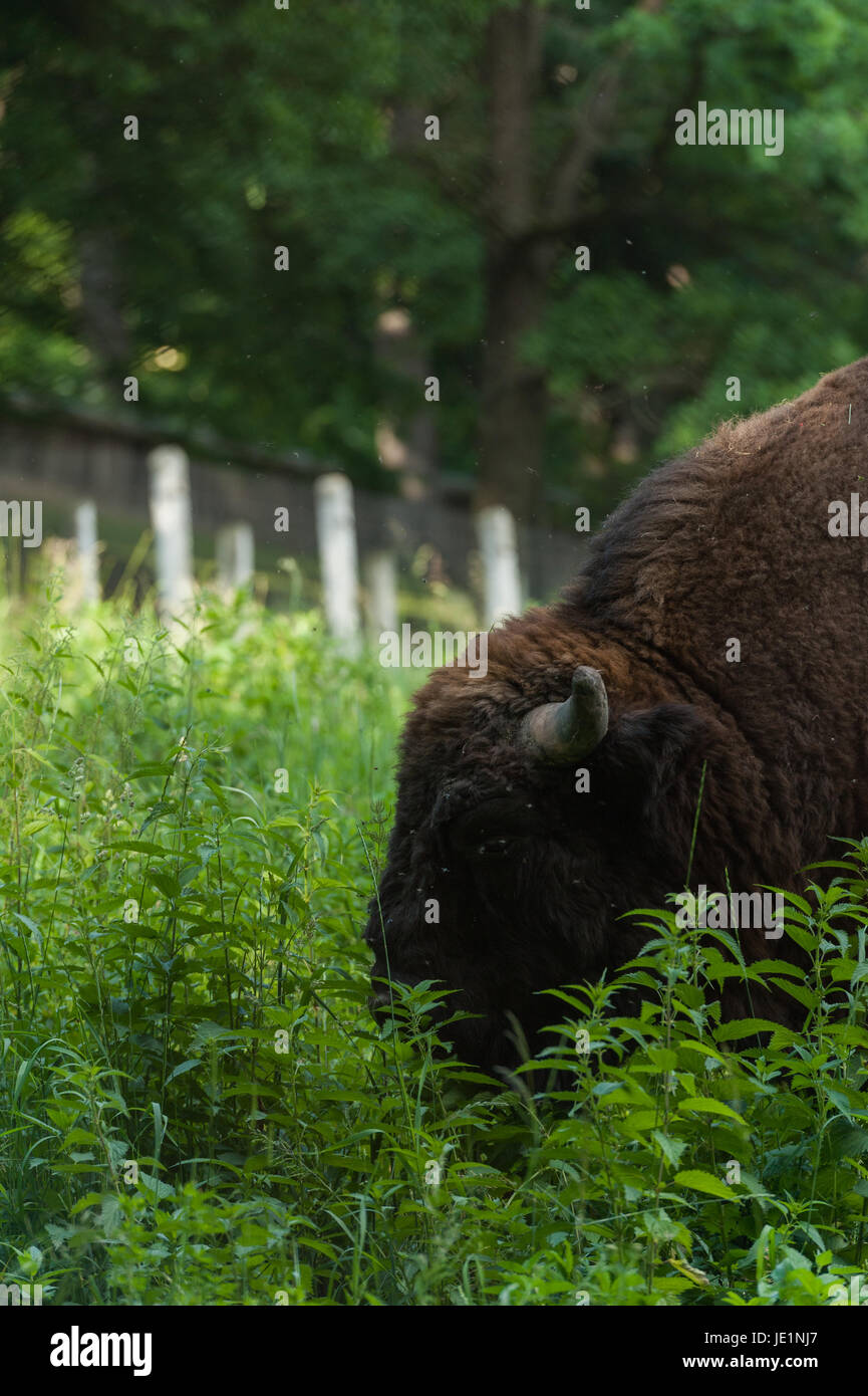 Bison in the grass Stock Photo Biology Diagrams