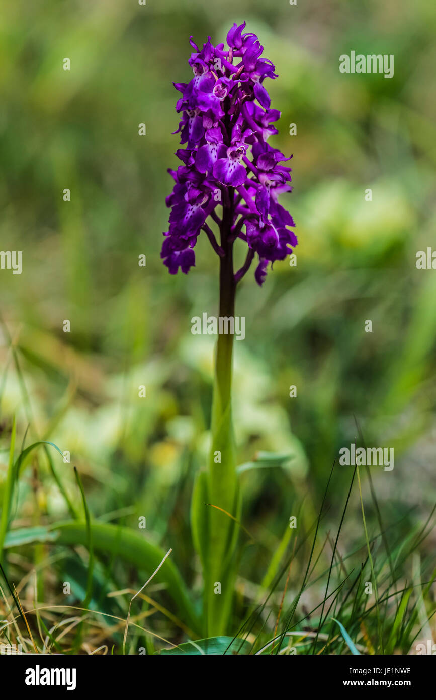 Pyramidal Orchis [Anacamptis pyramidalis] Stock Photo - Alamy