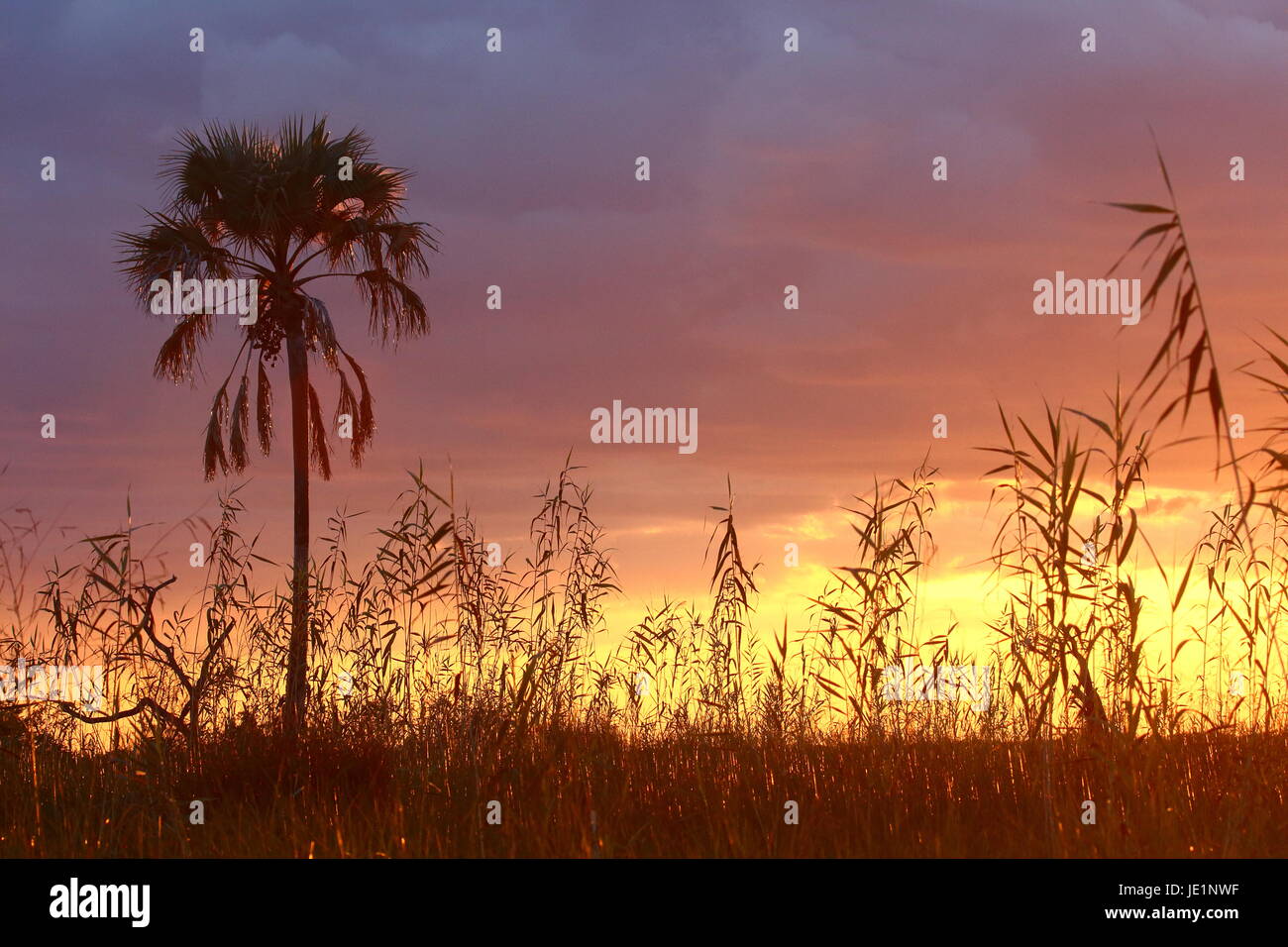 Sunset in Lochinvar national Park, Zambia Stock Photo